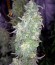 Moby Dick XXL Autoflowering fem семена конопли
