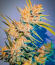 Sour MAC F1 fem (Seedkeepers) семена конопли
