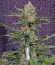 Crystal Candy Auto fem (Sweet Seeds) семена конопли