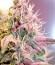 OG Kush Autoflowering fem (Dinafem Seeds) семена конопли