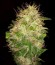 Critical Impact fem (Vision Seeds) семена конопли