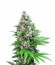 Killer Kush F1 Fast Version fem (Sweet Seeds) семена конопли