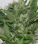 Sour P fem (Resin Seeds) семена конопли