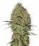 Super Bud Auto fem (Green House Seeds) семена конопли