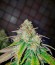 707 Headband fem (Humboldt Seeds) семена конопли