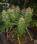 Auto Kryptonite fem (Pyramid Seeds) семена конопли