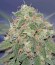 Critical Cheese Autoflowering fem (Dinafem Seeds) семена конопли