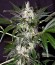 Dutch Dragon fem (Paradise Seeds) семена конопли
