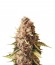 Euphoria CBD fem (Royal Queen Seeds) семена конопли