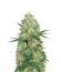 White Rhino reg (Nirvana Seeds) семена конопли