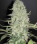 White Widow x Big Bud fem (Female Seeds) семена конопли
