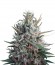 Eleven Roses fem (Delicious Seeds) семена конопли