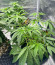 Ice Cream Cake Fast Flowering fem (Humboldt Seed Organization) семена конопли