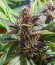 Auto Purple fem (Pyramid Seeds) семена конопли