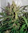 Auto Wembley fem (Pyramid Seeds) семена конопли