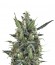 Blue Cheese Automatic fem (Royal Queen Seeds) семена конопли