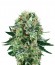 Bubble Kush fem (Royal Queen Seeds) семена конопли