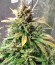 Dizzy Lights Auto fem (Dr. Krippling Seeds) семена конопли