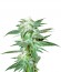 Kushberry reg (DNA Genetics) семена конопли