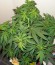 Sugar Black Rose fem (Delicious Seeds) семена конопли
