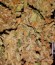 White Widow Auto Fem (Vision Seeds) семена конопли