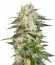 Afghan Kush Ryder Auto fem (World of Seeds) семена конопли