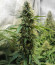Aurora Green Auto fem (Sumo Seeds) семена конопли