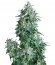 Auto Anubis fem (Pyramid Seeds) семена конопли