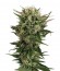 Купить семена конопли Blue Cheese шишки