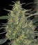 CBD-Chronic fem (Serious Seeds) семена конопли
