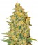 Critical Sensi Star fem (Delicious Seeds) семена конопли
