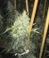 Choco Bud fem (Vision Seeds) семена конопли