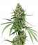 Critical + fem (Dinafem Seeds) семена конопли