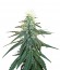 Early Skunk fem (Sensi Seeds) семена конопли