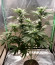 Eleven Roses fem (Delicious Seeds) семена конопли