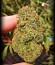 Incredible Bulk fem (Dr. Krippling Seeds) семена конопли