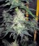 Pineapple Skunk reg (Humboldt Seeds) семена конопли