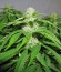 Сорт конопли Pineapple Chunk