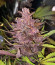 Purple Juice Auto fem (Herbies Seeds) семена конопли