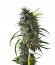 Royal Flush fem (Nirvana Seeds) семена конопли