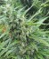 Sour Diesel (Sativa's Sour Diesel) reg семена конопли