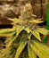 Strawberry Cream fem (Sumo Seeds) семена конопли