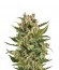 White Widow Automatic fem (Royal Queen Seeds) семена конопли