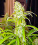 Black Herer Autoflower fem (Easy Grow Seeds) семена конопли
