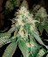 White Widow fem (Medical Seeds) семена конопли