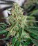 Семена марихуаны Auto Glueberry O.G.