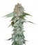 Big Bud reg (Sensi Seeds) семена конопли