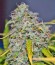 Big Devil #2 Auto fem (Sweet Seeds) семена конопли