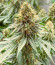 Cherry Pie fem (Advanced Seeds) семена конопли
