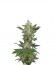 Critical Jack Autoflowering fem (Dinafem Seeds) семена конопли